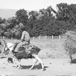 سفر به ایران قدیم؛ الاغ‌سواری خانوادگی در تهران در دوران قاجار + عکس