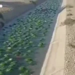 رودخانه هندوانه در بوشهر به راه افتاد! + ویدئو رودخانه هندوانه در بوشهر به راه افتاد! + ویدئو