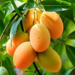 چه کسانی نباید انبه بخورند؟