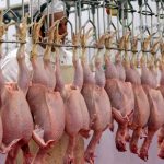 راهنمای بازار؛ قیمت گوشت مرغ، امروز ۱۵ اردیبهشت ۱۴۰۴