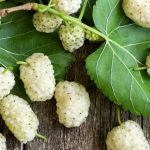 طرز تهیه دمنوش برگ توت سفید و خواص آن