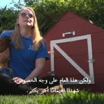 ببینید؛ آمریکایی‌ها مرغ تخم‌گذار اجاره می‌کنند!