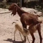 بزی که بچه‌اش را از دست داده، مادر بره آهوی یتیم شد‌
