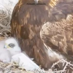 ببینید؛ عقاب طلایی و دو جوجه‌اش در لشگردر ملایر