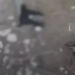 ببینید؛ شهرک‌نشینان اسرائیلی گوسفندان فلسطینی‌ها را کشتند