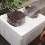 ایده جالب و ساده برای کاشت و برداشت هندوانه در فوم + ویدئو