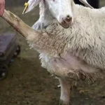 گوسفند زنده کیلویی ۳۰۰ هزار تومان شد