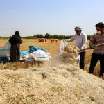 تصاویر؛ برداشت گندم در خوزستان
