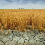 عربستان در سال 2030؛ بیابان هایی که تبدیل به زمین کشاورزی شدند؟