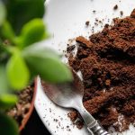 چرا ریختن تفاله قهوه در باغچه ایده‌ی خوبی است؟