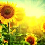 تفال به حافظ جمعه 2 خرداد ۱۴۰۴؛‌ ای دل ریش مرا با لب تو حق نمک….
