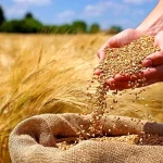 بحران یقه کشاورزان را گرفت؛ گندم تحویل دادیم؛ اما یک ریال نگرفتیم