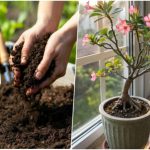 راهنمای کامل نگهداری، کاشت و پرورش رز صحرایی (آدنیوم) در منزل