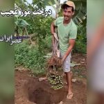 درخت موز عجیب در ویتنام / درختی که ریشه‌اش موز داد+ویدئو