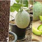 آموزش کاشت طالبی در گلدان+ روش نگهداری و زمان کاشت